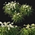 Arctic Snow Hemerocallis: Stunning Floral Perfection 3D model small image 2