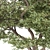 Evergreen Acacia Tree: Vol. 15 3D model small image 2