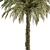 Exquisite Pygmy Date Palm - Set 51 3D model small image 3