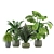 Tropical Greenery - Set of Indoor Plants 3D model small image 2