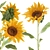 Sunflower Dreams Bouquet 3D model small image 4