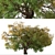 Kellogg Oak Tree: California's Majestic Beauty 3D model small image 4