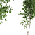 Aspen Duo: Natural Tree Beauty 3D model small image 2