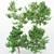 Korean Stewartia: 4 Gorgeous Trees 3D model small image 2