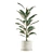 Exotic Indoor Plants Collection 3D model small image 6