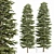 Black Spruce Pine: Stunning 3D Model 3D model small image 1