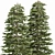 Black Spruce Pine: Stunning 3D Model 3D model small image 3