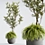 Organika Plant Pack: Myrciaria & Nephrolepis 3D model small image 1