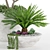 Tropical Oasis: High-quality Plants 3D model small image 5