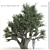  3D Olive Tree Model - PBR Material 3D model small image 1