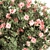 Pink Flower Plant Set - 33 Bush 3D model small image 5