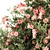 Pink Flower Plant Set - 33 Bush 3D model small image 1