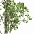 Birch 2 Trees - 3D Models With High Resolution 3D model small image 2