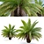 Canary Island Date Palm: 3m 3D model small image 4