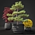 Outdoor Plant Pot Set: Red Dragon Maple, Forsythia & Pine Topiaries 3D model small image 1
