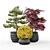 Outdoor Plant Pot Set: Red Dragon Maple, Forsythia & Pine Topiaries 3D model small image 6