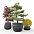 Outdoor Plant Pot Set: Red Dragon Maple, Forsythia & Pine Topiaries 3D model small image 7