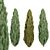 Evergreen Juniper Trees Collection 3D model small image 6
