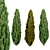 Evergreen Juniper Trees Collection 3D model small image 11