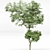 Japanese Cherry Leaf: Exquisite 3D Tree 3D model small image 4