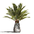 Tropical Palm Tree 3D Model 3D model small image 2