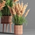 Pampas Indoor Plant Set 3D model small image 3