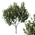 Graceful Michelia Tree: Premium 3D Model 3D model small image 1