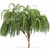 Elegant Weeping Willow Tree Duo 3D model small image 2