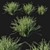Rosemary Creeping 02: Detailed 3D Model 3D model small image 1
