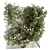 Outdoor Ivy Wall Plant Set 3D model small image 1