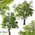 Oregon Ash Tree Set - 2 Majestic Fraxinus latifolia 3D model small image 1