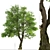 Oregon Ash Tree Set - 2 Majestic Fraxinus latifolia 3D model small image 2