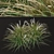 Title: Lush Set of Dwarf Lilyturf Plants 3D model small image 4
