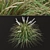 Title: Lush Set of Dwarf Lilyturf Plants 3D model small image 5