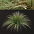 Title: Lush Set of Dwarf Lilyturf Plants 3D model small image 6