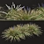 Title: Lush Set of Dwarf Lilyturf Plants 3D model small image 7