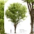 Dutch Elm Tree: Height 12m 3D model small image 1