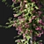 Blooming Bougainvillea 04 3D model small image 2