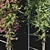 Blooming Bougainvillea 04 3D model small image 3