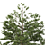 Japanese Larch Tree Duo 3D model small image 2