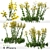 Senecio Jacobaea Wildflower Set (4 Plants) 3D model small image 1