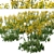 Senecio Jacobaea Wildflower Set (4 Plants) 3D model small image 3