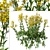 Senecio Jacobaea Wildflower Set (4 Plants) 3D model small image 4