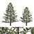 Premium Araucaria Norfolk Island Pine 3D model small image 1