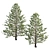 Premium Araucaria Norfolk Island Pine 3D model small image 2