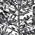 Premium Araucaria Norfolk Island Pine 3D model small image 3