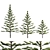 Araucaria Heterophylla: Exquisite Indoor Decor 3D model small image 1