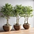 52-Piece Indoor Plant Set: Stunning 3D Models & Multiple Formats 3D model small image 3