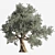 Beautiful Olive Tree 3D Model 3D model small image 1
