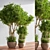 Lush Indoor Greenery Set 3D model small image 3